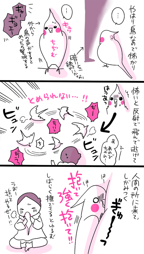 dollchka's tweet photo. あわびちゃんはオカメにしては怖がりじゃないけどモノの見え方が人間と違うので「え！？何で？」ってものを急に嫌がることがある
一緒に暮らしてて楽しい(*´◒`*)
違う生き物と暮らすとこういうの楽しいねｗ https://t.co/gMtRFHZQAj