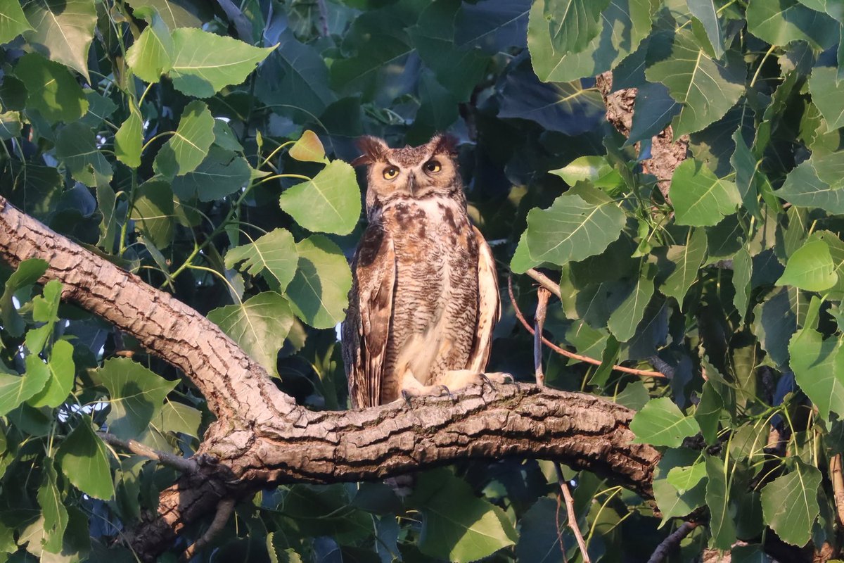 forestparkowls's tweet photo. Charles venting his wings and spreading out his talons last night to keep cool in the heat and humidity.  Enjoy and thank you! 🙂 @ForestPark4Ever @MDC_online @stltoday @STLonAir @owlresearchinst @STLScienceCtr @AcademyofSciSTL @stlzoo @mohistorymuseum @audubonsociety @WBSSTL https://t.co/lfPsOrFHGT