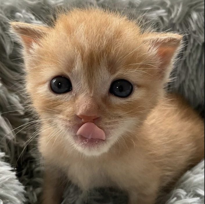 nagodju's tweet photo. kitty kitten jaemin https://t.co/EjM8qP5XsJ
