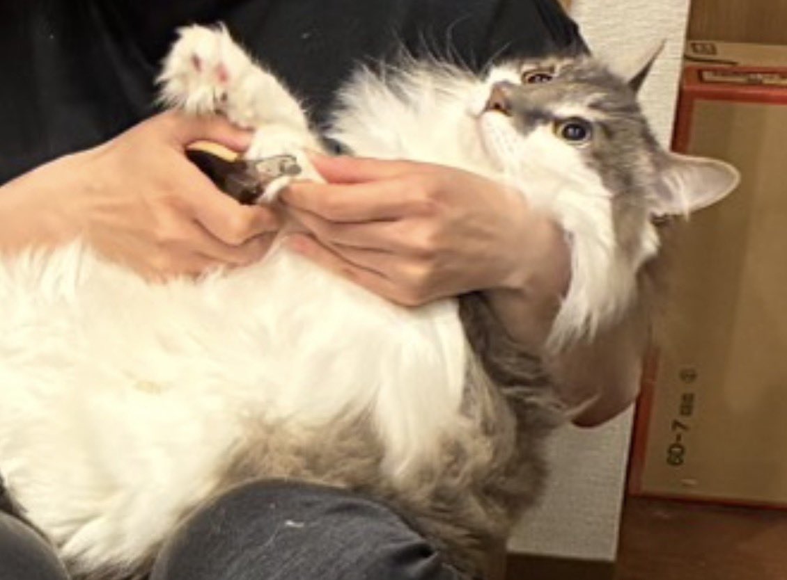 monja413's tweet photo. 全てを諦めた顔 https://t.co/Iblx9MhPjD