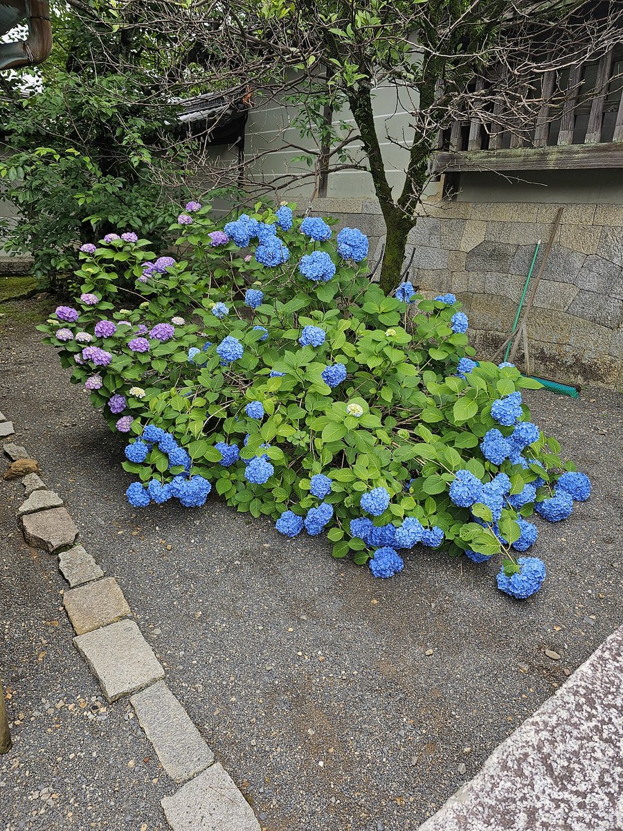 Ds5Of's tweet photo. 京都です　布教の講習会と人権学習会です
宿の近くのご飯屋さんに岡山の御前酒を置いてました。お店の方が岡山出身だそうで！
また弓道体験場なんかもありました！
外人さんが群がっておられました
#御前酒  #安楽院　#弓道体験 https://t.co/P5vH1sQPBE