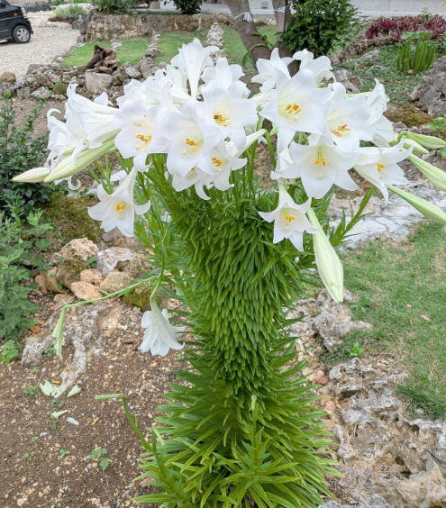 kumejimarl's tweet photo. 【1本のユリに50輪超開花】
沖縄県八重瀬町で、1本のテッポウユリから50輪以上の花が咲く珍しい現象が確認された。これは「帯化（たいか）」と呼ばれ、成長点の異常によって茎が帯状に広がり、多数の花をつける現象。発生頻度は低く、園芸家らの間でも話題に。ゴージャス！
https://t.co/BSE6V6kH5A https://t.co/VOPcly18IU