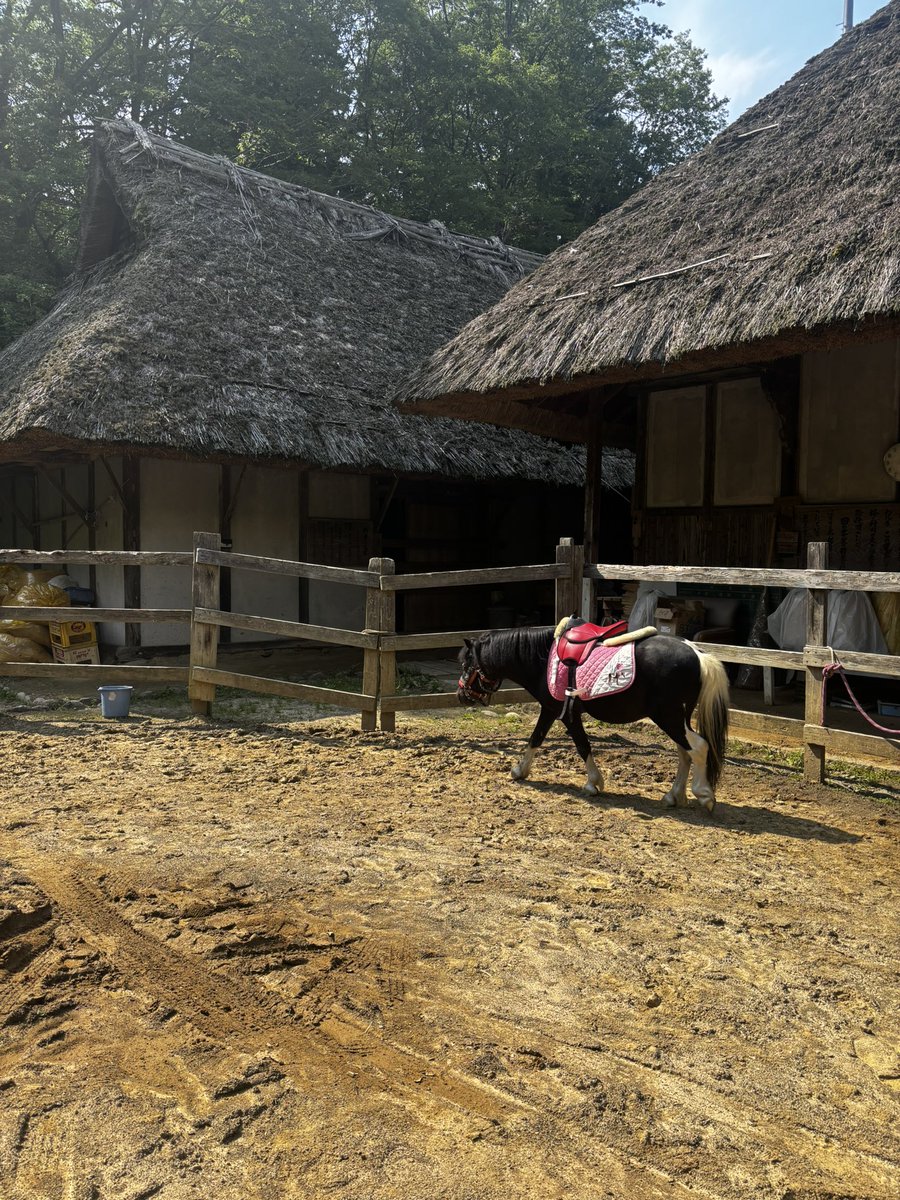 windomlove's tweet photo. オレはウィリアム。
こんな名前やのに茅葺き屋根に住んどんよ、ワシ😂
夏は快適やでー！
冬はスースー風入るけど😵

ほんで、スタリオンやで！ワシ！

それにしても、　
1日1投稿　とか言ってたけど、全然間に合ってないわ😵

おやすみ〜 https://t.co/7o3eW3qM2x