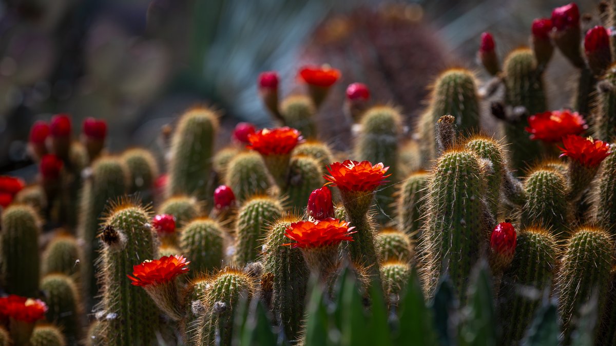 aHeartSoFull's tweet photo. 🌵📷Our Botanical Gardens is exploding with vibrant Cactus flowers right now!

#CactusFlowers #BotanicalWalk https://t.co/IJE7Zni9Q8