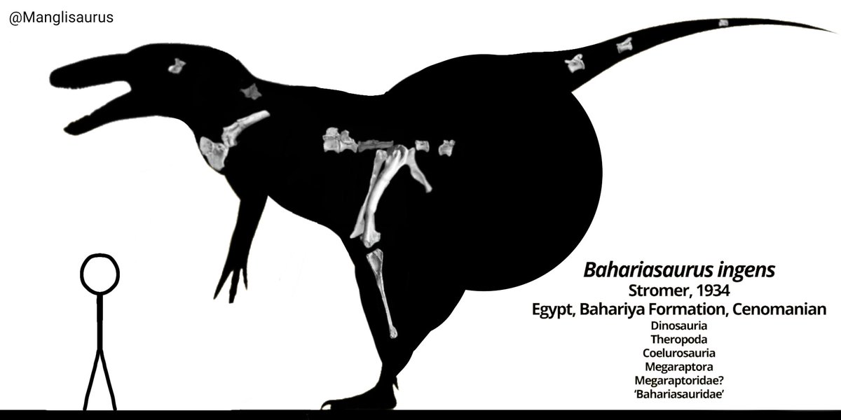 manglisaurus's tweet photo. Bahariasaurus Ingens Skeletal. https://t.co/qGqaQB9jka