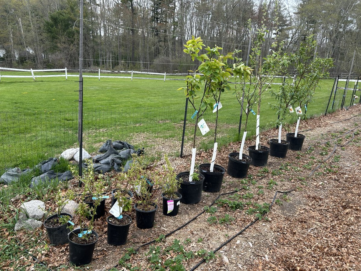 Cooperative4HS's tweet photo. Our program at the CHS farm is expanding! This season, the farm team is planting fruit trees and building a new accessible blueberry bush patch, specifically designed for individuals with limited mobility. Gardening offers a wide range of physical and mental health benefits. https://t.co/bUV33ht5aw