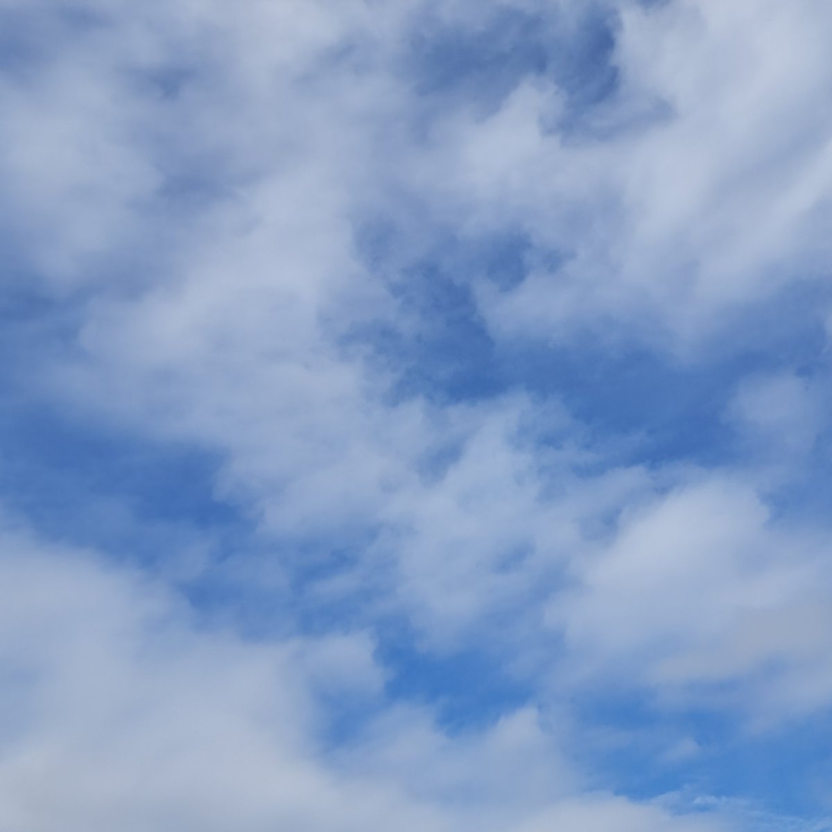 au_0304's tweet photo. @charao_bancyo 
番長。今日はいい一日でしたか。
いろんな雲。このき空。ティンかゆ。
いい夢見てください。おやちゃらです。屁 https://t.co/qSDuDQUL1a