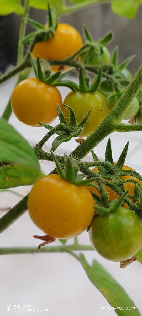 zhangnaowanwan's tweet photo. New find! Organic cherry tomatoes are so sweet and juicy—perfect for salads or snacking, no weird aftertaste. Highly recommend for veggie lovers! https://t.co/wWUBQXEZey