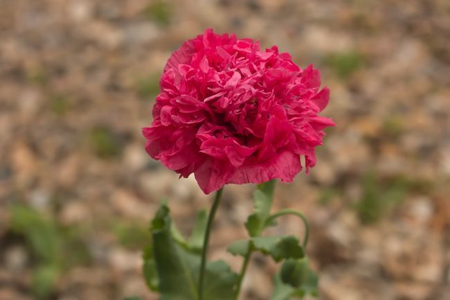 MomentsintheG's tweet photo. Lovely to see one of my double pink poppies blooming. #poppies #doublepink #annual #grownfromseed #momentsinthegardenphotography https://t.co/26JlufkBtm