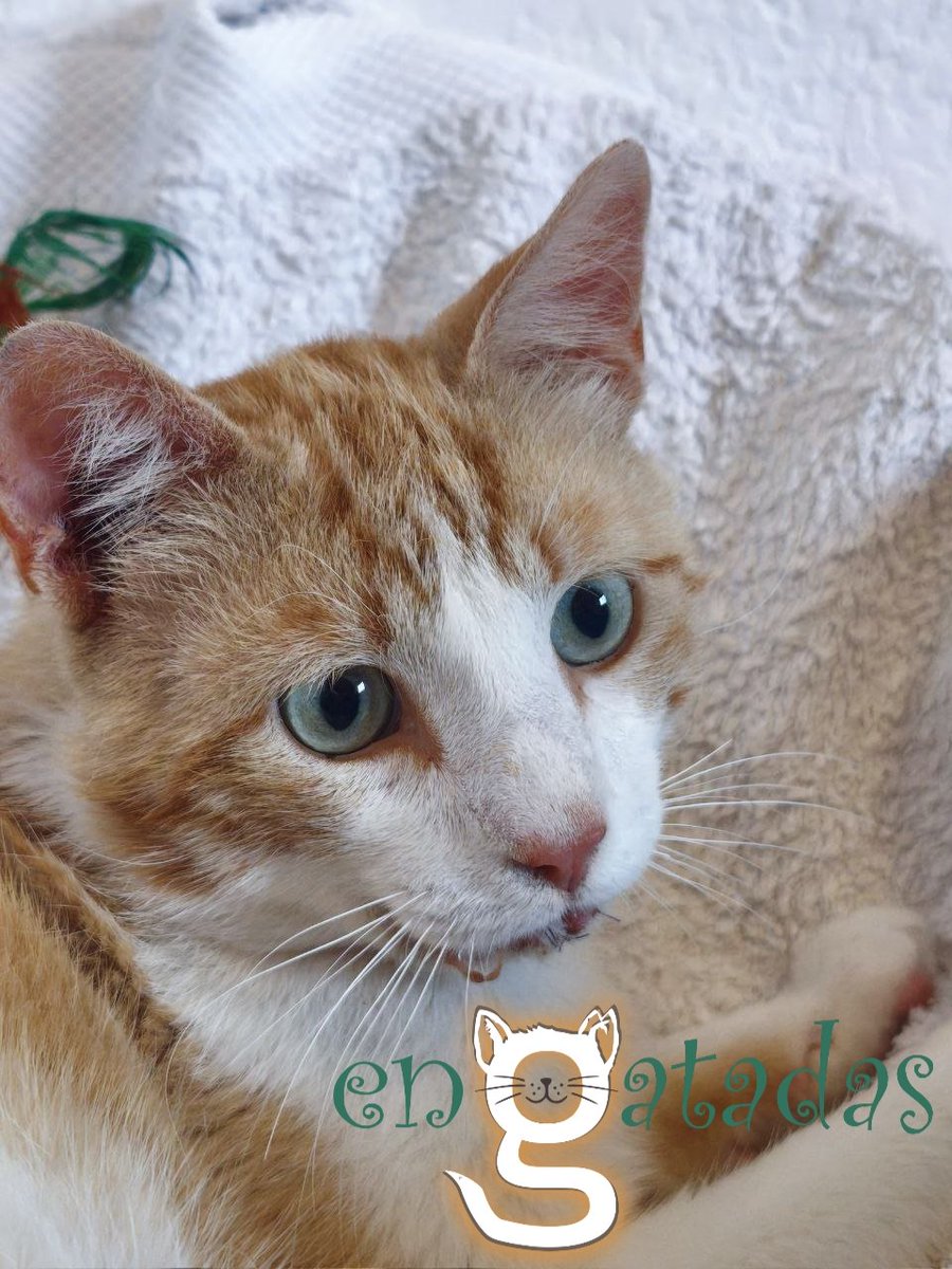 enGatadas_AB's tweet photo. Mirad la belleza de Nino, esos ojos, esa mirada que en tan pocos meses ya ha visto el dolor.
Sigue recuperándose del terrible impacto en su mandíbula tras el atropello.
Si deseas ayudarnos con los gastos veterinarios de su operación (BIZUM: Código 14044)
https://t.co/cshvr8F7mz https://t.co/Q8PAYUYigB