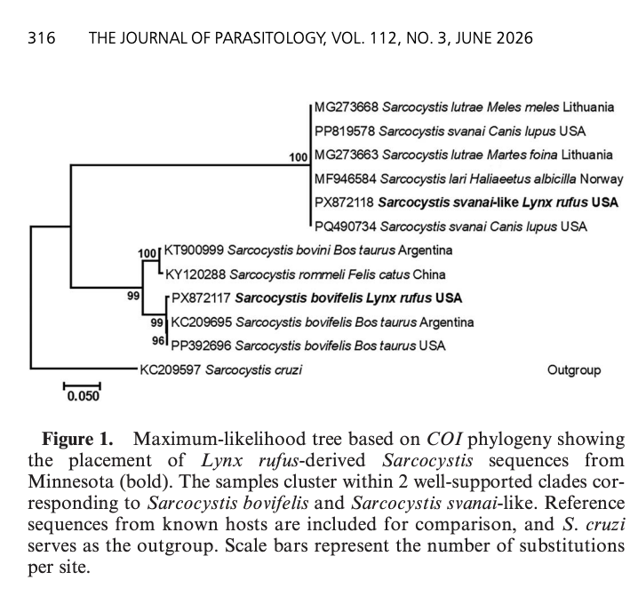 AmSocParasit's tweet photo. New in the Journal of Parasitology: 

Molecular Characterization of Sarcocystis Sporocysts in Intestines of Bobcat (Lynx rufus) from Minnesota.

By Aditya Gupta, Carolin Humpal, Michelle Carstensen, B. M. Rosenthal, and J. P. Dubey. 
https://t.co/8edoHcjzGc https://t.co/WuALgLPaGF