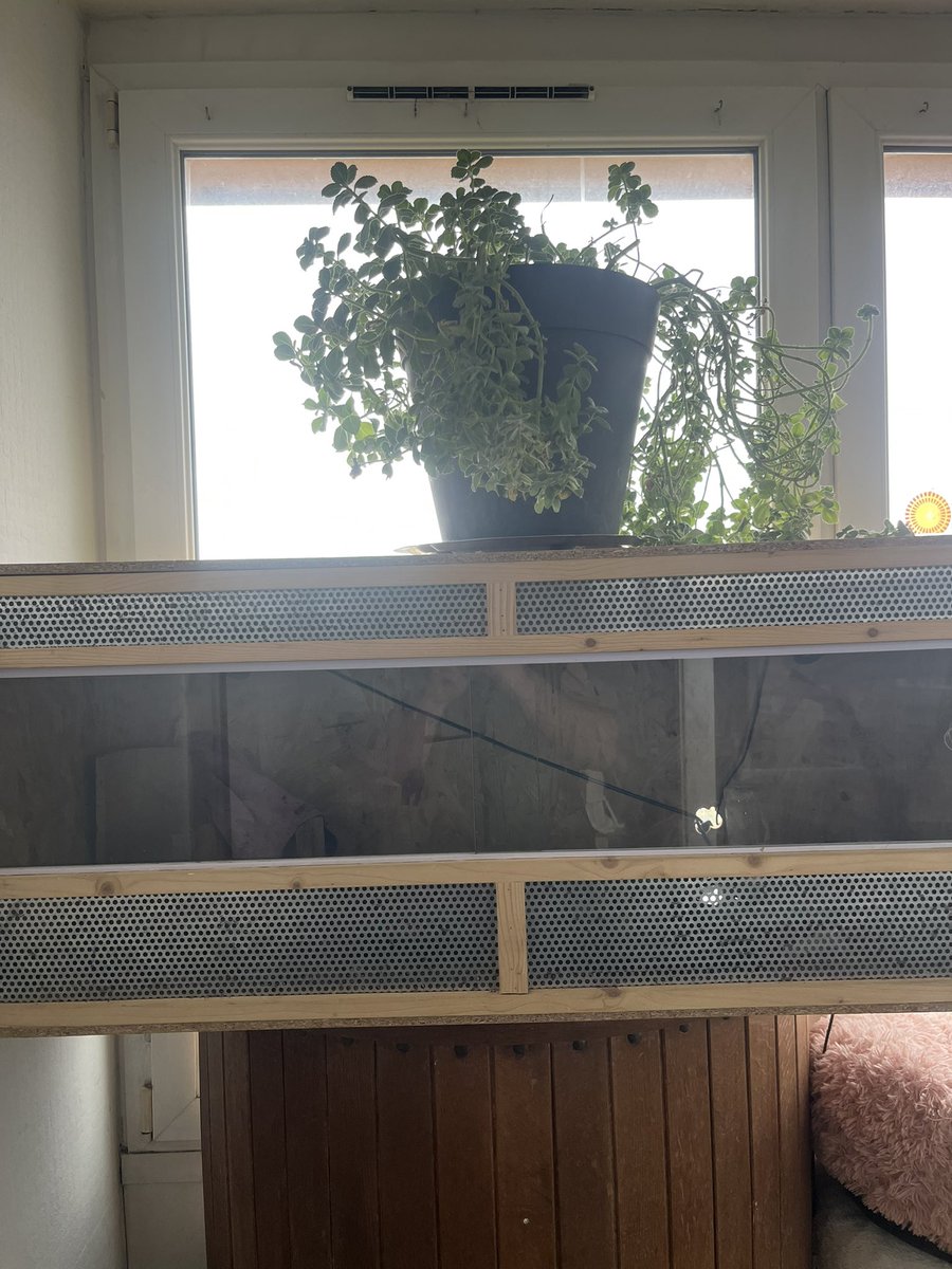 Gregkeren1's tweet photo. Bonjour, je suis près de Lille, je vends terrarium ainsi que la tortue de terre , n'hésitez pas en message privé https://t.co/itoJDgLtrX