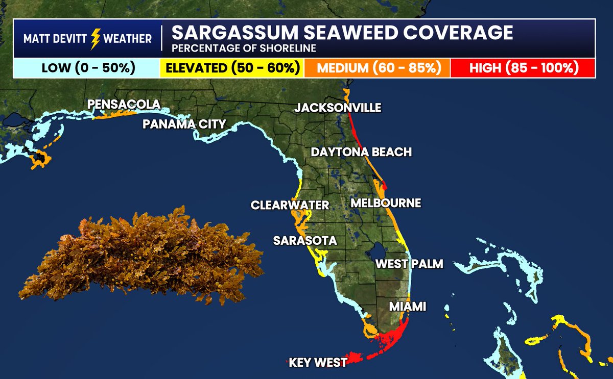 MattDevittWX's tweet photo. Sargassum seaweed coverage has been brutal recently across parts of the Florida coast. Happens every year, but still can be quite annoying. Here's the latest coverage: https://t.co/xccATkVslh
