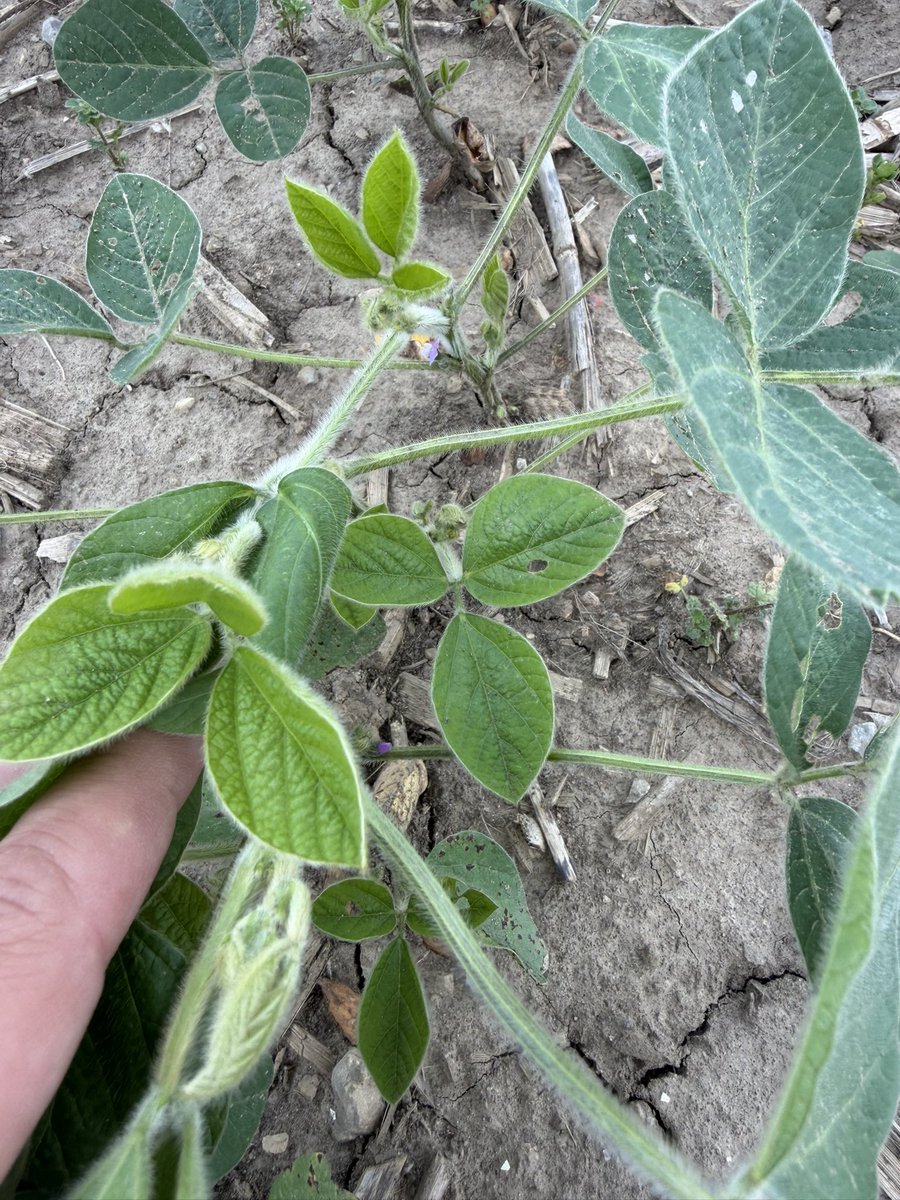 _N_Davis's tweet photo. Soybeans blooming on June 10th in Ohio was not something I was thinking would happen this year. They look fantastic considering the amount of rain we got in early May #ag #grow26 #ohioag https://t.co/gumjPEn9KV