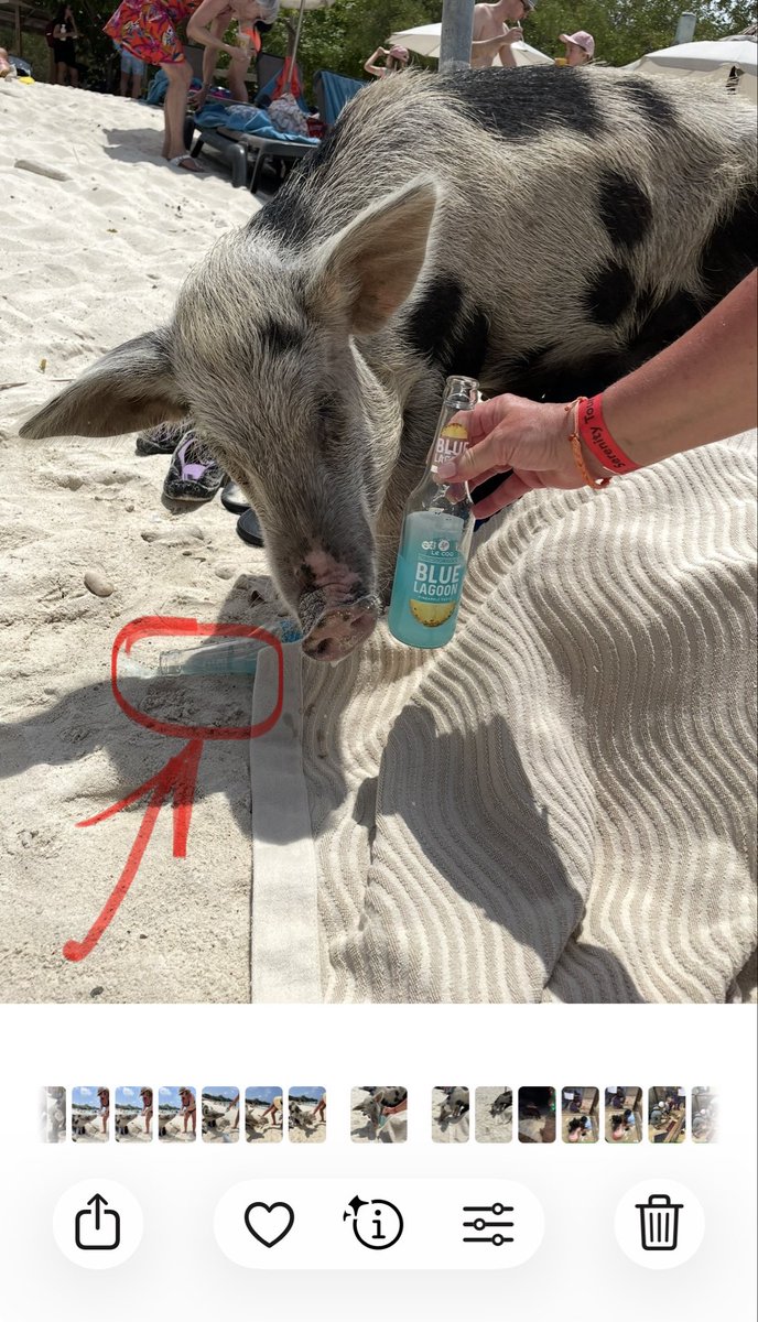 suz1259's tweet photo. And they say @mooseincrisis has a drinking problem!  @pigincrisis knocked over and drank one Blue Lagoon, and I caught him working on getting drink #2!   🤦🏼‍♀️ https://t.co/I7U7SmAelN