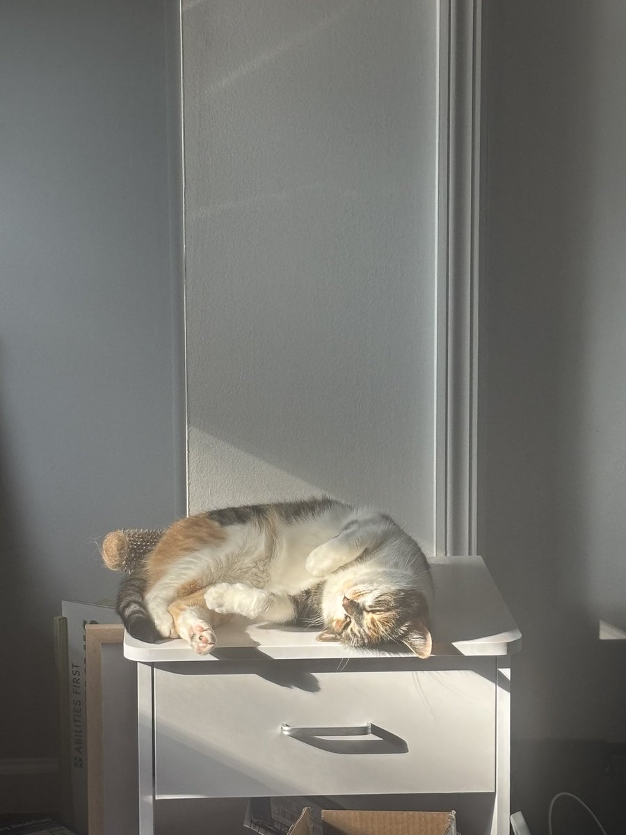 blossumupdate's tweet photo. Blossum is relaxin this morning 😌 https://t.co/GMGX8skNRN