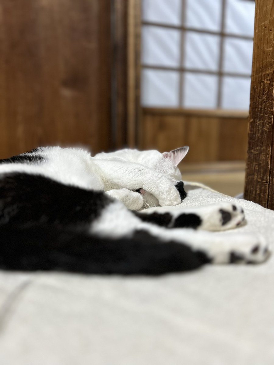 terumiweb's tweet photo. 6月初め頃のアイコ。顔をかくして熟睡中。みぃこは、14年前（2012年）の5月頃。そして今日の玄関のお花。だんだん少なくなってきました。
#猫のアイコ #猫のみぃこ #三毛猫 https://t.co/bjnwd1hV8B