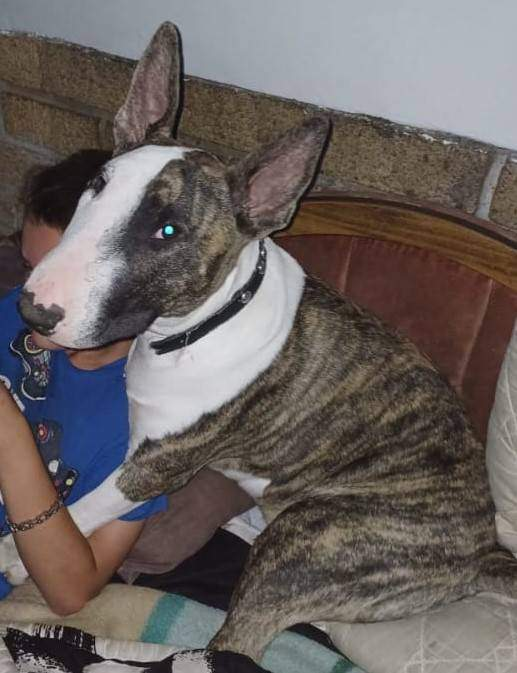 BiancavanWyk16's tweet photo. Child Sexual Assault Case Emerged After Couple Was Already Jailed for Dog Killing

An Odendaalsrus couple was already behind bars for brutally killing a neighbour’s dog when the sexual assault of an 8-year-old girl came to light. On 3 September 2024, Andre (68) and Reinette (56) Labuschagne stabbed 16-month-old bull terrier Leo more than 50 times over 40–45 minutes, with Reinette handing him the knives. The horrific video went viral. They were arrested three days later and have been in custody ever since. 

While they were incarcerated for the dog case, authorities uncovered that Andre had sexually assaulted an 8-year-old girl in July 2024. The child had confided in Reinette, who failed to report it.

They were sentenced on 9 June 2026:

Andre:
Sexual assault of 8-year-old: 6 years (4 suspended)
Animal cruelty & torture of Leo: 12 months 
Assault on dog owner: 6 months (suspended)

Reinette:
Failing to report child sexual assault: 4 years (2 suspended)
Animal cruelty (common purpose): 12 months 

The court found they showed no remorse. Both were added to the National Sexual Offenders Register and declared unfit to work with children.