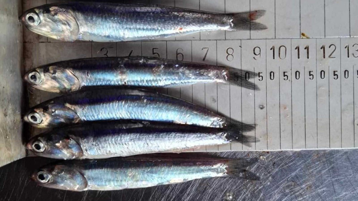 Ojo_Publico's tweet photo. 🌊 El @MINPRODUCCION suspendió la primera temporada de pesca de anchoveta en la zona norte-centro del litoral peruano, que estuvo marcada por un exceso de captura de juveniles. 🧵
📷Chateros Peruanos
✍️Red regional / @MaghaliEstrada https://t.co/XWdMAbYFSU