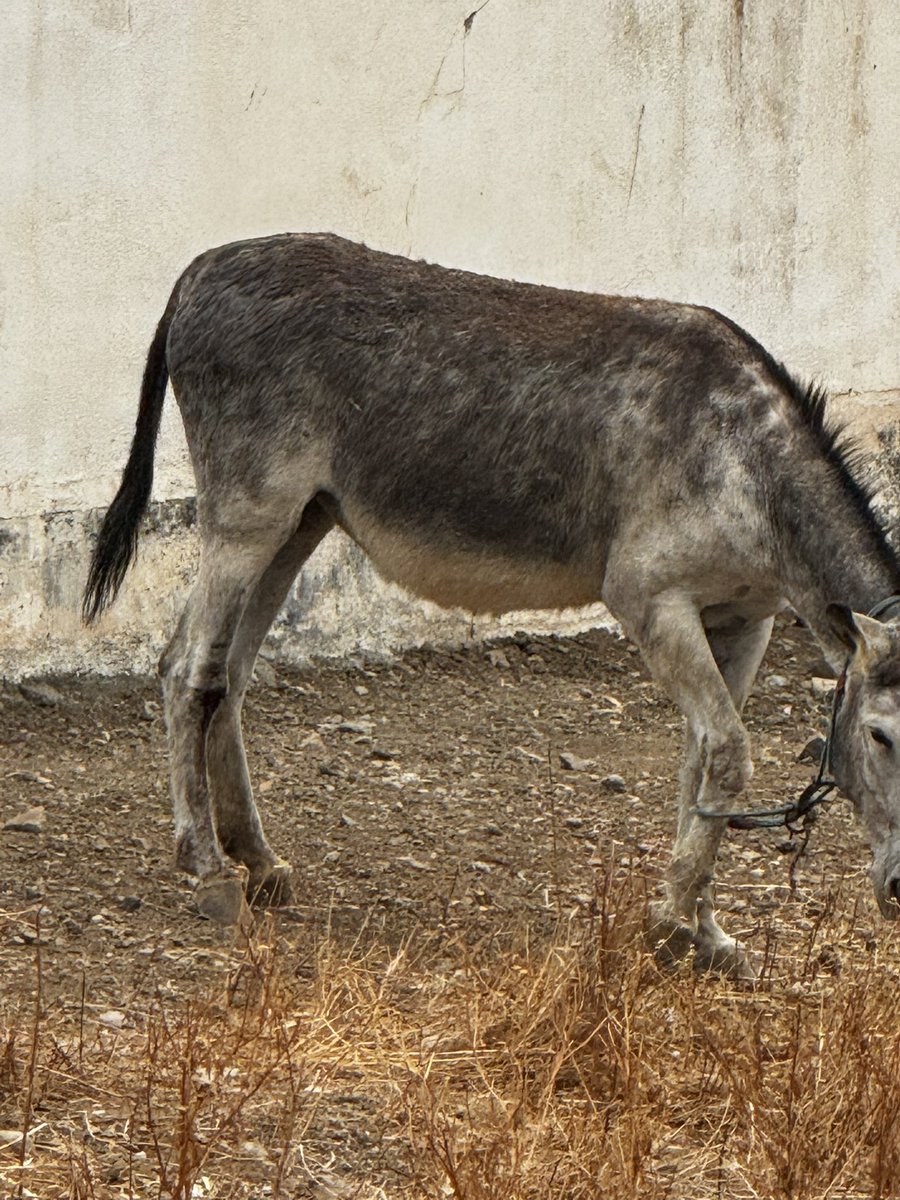 dotslondon's tweet photo. Only me... 🤦‍♀️🐴
I came to Spain for a few days to spend time with family, reflect, grieve the loss of my mum, and hopefully enjoy a bit of peace and quiet.
The plan was simple: feed some local donkeys and relax.
What could possibly go wrong?
Well... I noticed one donkey was struggling because his bridle lead had become wrapped around his front leg. He was clearly uncomfortable and, as anyone who knows me will tell you, there was absolutely no chance I was walking away and pretending I hadn't seen it.
Not. A. Chance.
So there I was, in rural Spain, trying to explain to emergency services that a donkey needed rescuing. My Spanish isn't exactly award-winning, and at one point I think everyone involved was wondering whether I'd completely lost the plot.
But the amazing thing is, they listened.
Before long, a team of Spanish firefighters arrived. And when I say a team, I mean SEVEN firefighters! 🚒
Honestly, the donkey must have thought he'd won the lottery.
The firefighters were absolutely brilliant, kind, professional, patient, and completely committed to helping. They safely freed the lead, checked the donkey over, and made sure he was comfortable before leaving.
It was one of those moments that restores your faith in humanity.
So a huge salute to the Spanish firefighters who treated one tangled-up donkey as if he was the most important emergency of the day. Heroes. ❤️
And a special mention to @RickyGervais , I know how much he  loves donkeys, supporting them with his @DutchBarnVodka . 
Somewhere in Spain today, one donkey was helped thanks to 7 firefighters and one woman who simply couldn't mind her own business. 😂🐴