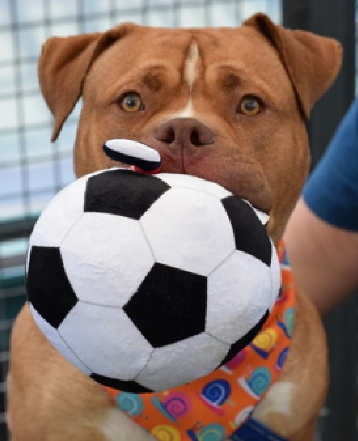 NMBewitched's tweet photo. Who is ready for #FiFaWorldCup 

Bilbo Waggins
He has always dreamed of being #Messi 
Though I think his future involves being a couch🥔
Though he is purrfect lapdog size

Bilbo W is a very loving, fun & shy
After all he is a BIGLOVE & Gentle Giant 

#AdoptMe 
https://t.co/mHsqQvsZva