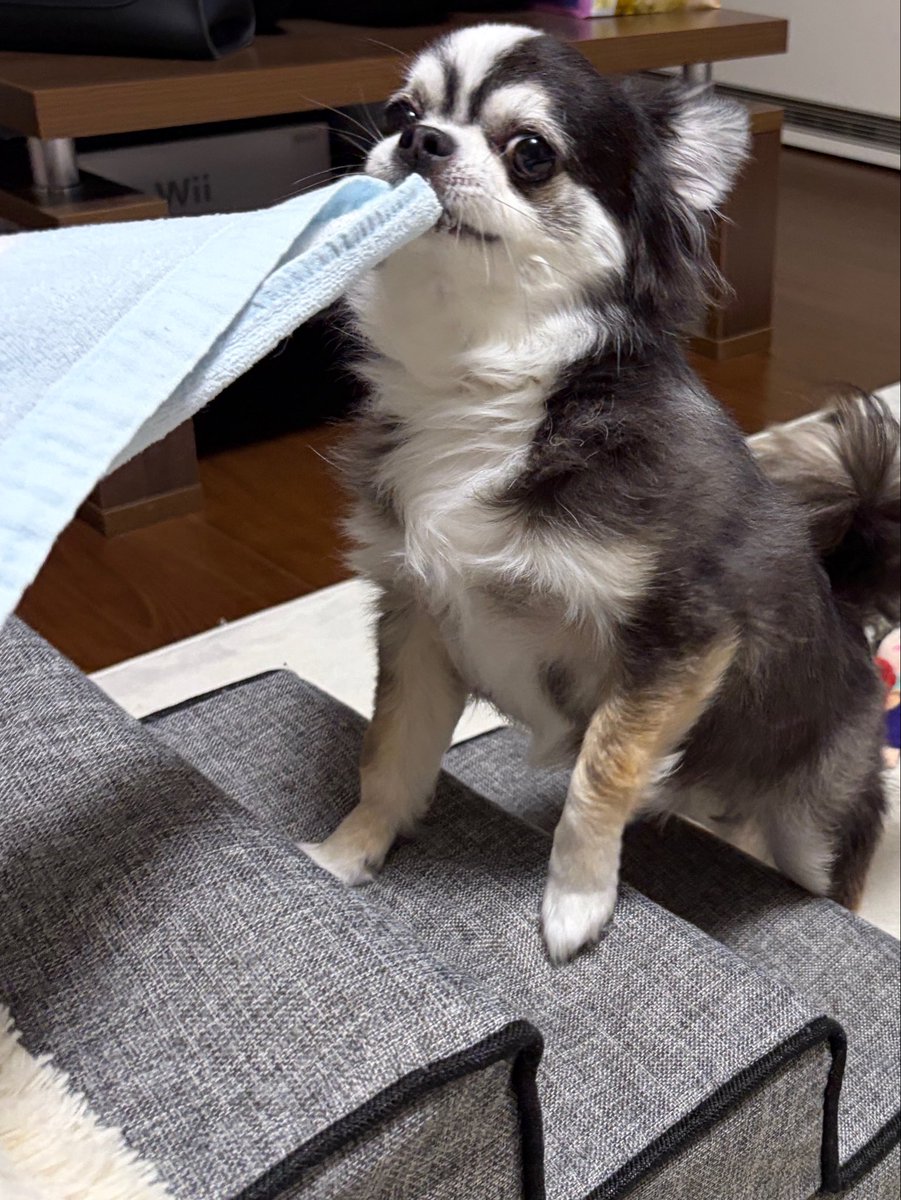 CandyCandy_Ry's tweet photo. タオルちょーだい🐶
どこに持っていくのかな？
＃チワワ
＃うちの子 https://t.co/aZ7NvpQ9LS
