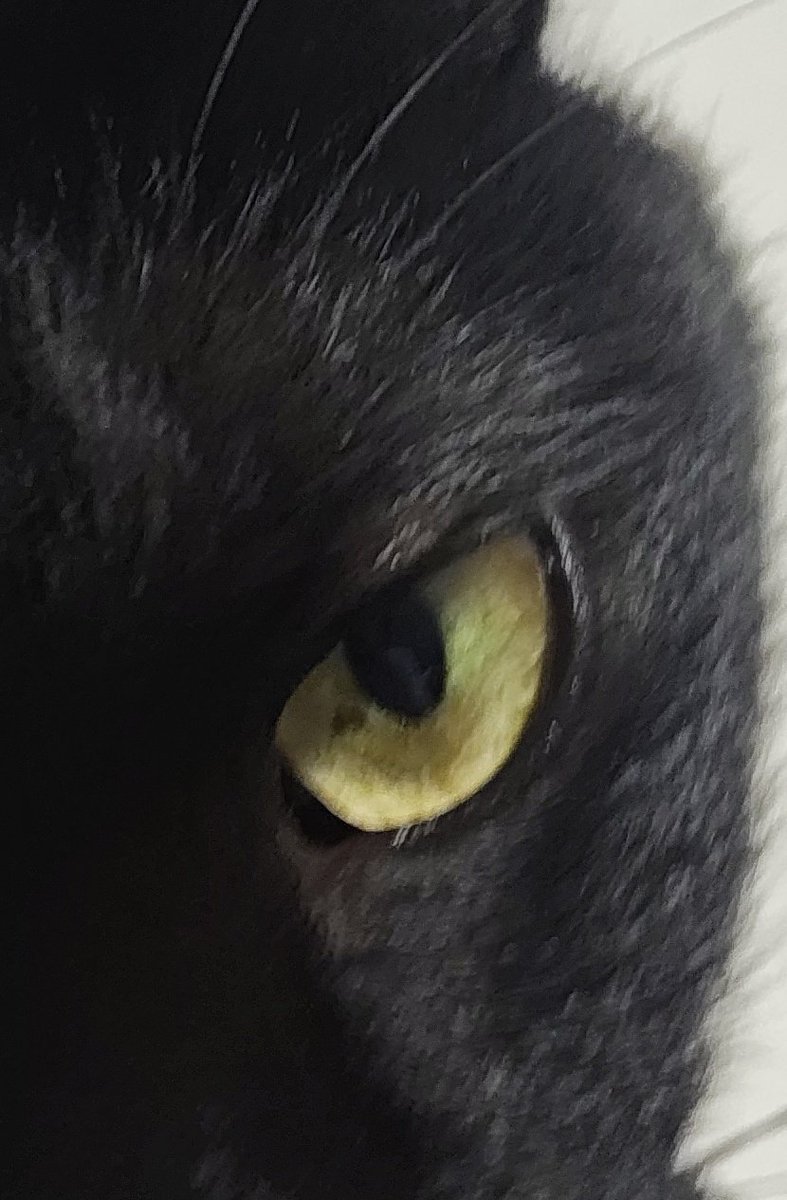 Deeeeeeeen0804's tweet photo. RT
えっ。うちの先住猫もそうなんだけどこれ病気だったん！？ https://t.co/NweOx5w4jI