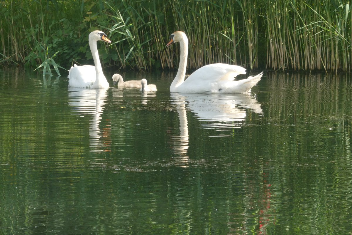 dvanduuren1's tweet photo. Alphabet Challenge
from: @sheenz_m_
This Week's Theme:
- W for Water -
📸
Water Birds
#AlphabetChallenge #WeekWforWater #pondlife #PhotoChallenge #fun #inspirational #Reflexión #Aqua #sunnyday #NatureVibes #Swans #Spoonbill #Heron #Grebes #Birdsseenin2026 #WaterBirds https://t.co/vvZMMTnCFM
