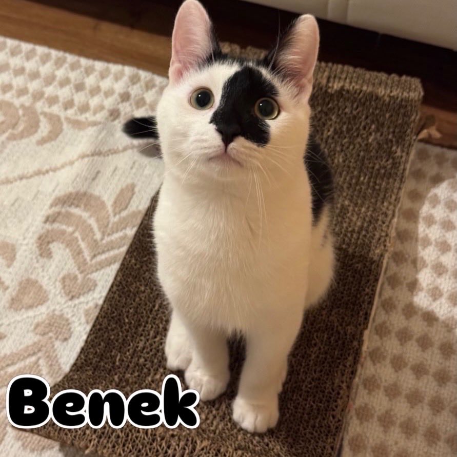 zhlnrl's tweet photo. Luna’nın tüm dişleri çekildi, Benek doğduğundan beri evde yaşıyor, ikisininde sokağa dönmesi mümkün değil. 1 yıldır maddi ve manevi çok fazla emek verdim bu aileye🥹 tedaviler, kısırlaştırmalar, operasyonlar.. 2 kardeş birlikte yuvalandı, Benek ve Luna (anne-oğul) hala yuvasız. https://t.co/kL7ZFtYLX6