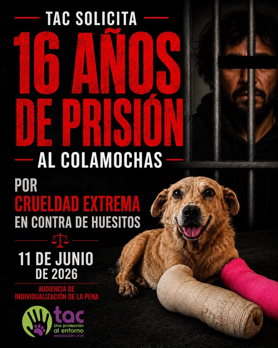 NP_ideaa's tweet photo. #JusticiaParaHuesitos ⚖️🐾💔
Hoy no se juzga solo a un agresor… Hoy Puebla decide de qué lado está.
Luis Rey Reyes fue declarado culpable por la crueldad extrema contra #Huesitos.
Hoy, 11 de junio se define algo más grande que una sentencia:
👉 ¿Se castiga de verdad el maltrato animal… o se deja pasar?
Porque mientras algunos dañan, muchos más observan… y callan.
Y hay que decirlo claro. Asociación @Tac_AC no soltó este caso... lo llevó hasta las últimas consecuencias y no ha bajado la guardia hasta obtener justicia para Huesitos. 🐶🐾
Hoy toca alzar la voz por los que no pueden.
Que se escuche fuerte:
⚠️ ¡PENA MÁXIMA PARA EL COLAMOCHAS!
#16Años
Por Huesitos.
Por todos.
#Puebla #PenaMáxima #LeyHuesitos