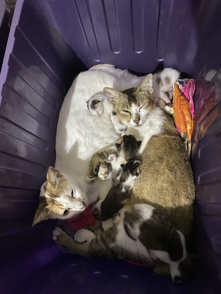balappkarung's tweet photo. Bayangin lu, emaknya beranak. Anaknya juga beranak
Jadi ada 10 ajig pusing 😭
Sampe nyusinya ketuker anaknya wkakwk https://t.co/p7UJerL5Wh