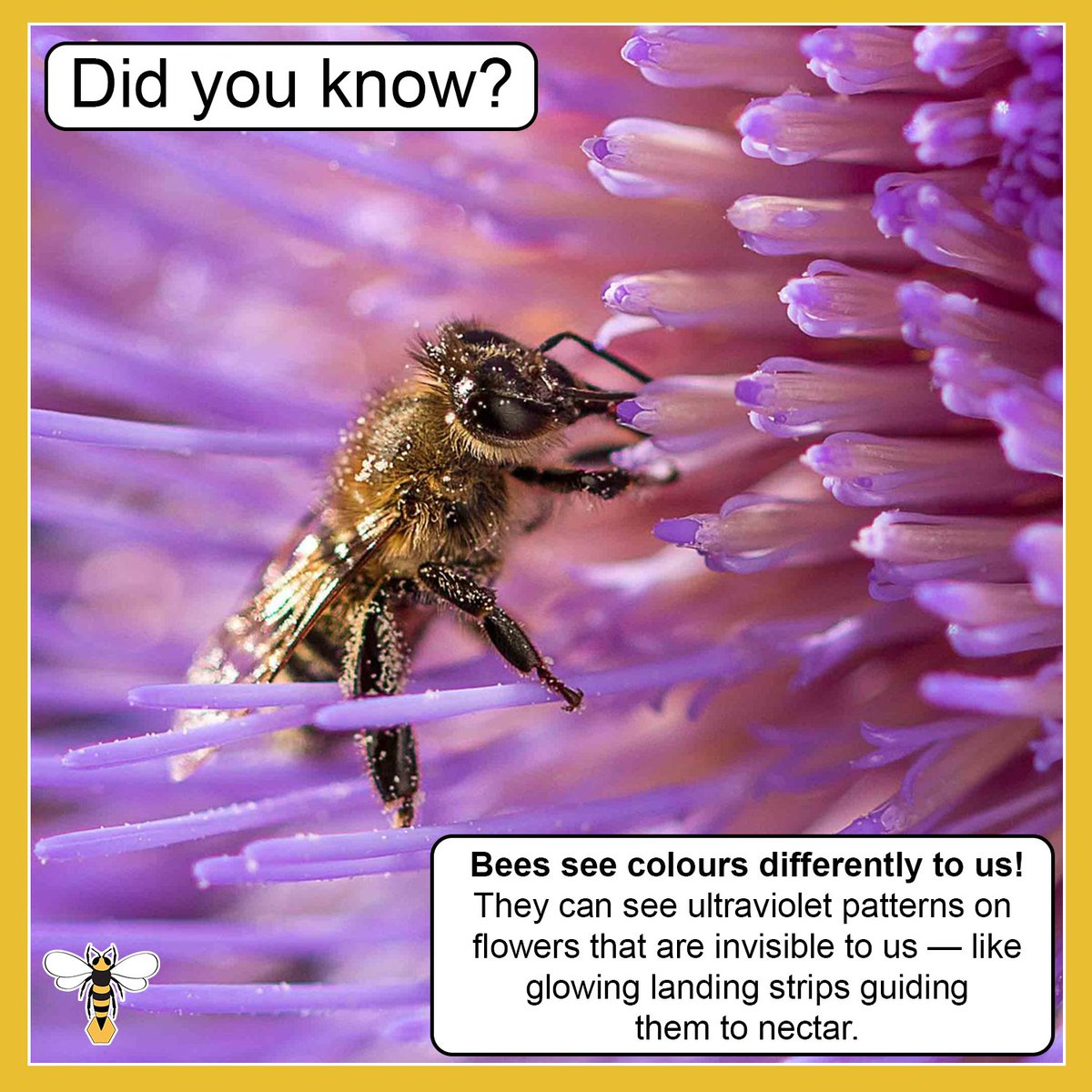 beekeepersimon's tweet photo. While humans can't see ultraviolet (UV) light, bees can. Many flowers have hidden UV patterns on their petals that are invisible to us but stand out clearly to bees. These natural "nectar guides" act like landing strips, directing bees straight to the flower's nectar and pollen. https://t.co/aR29AbyFjc
