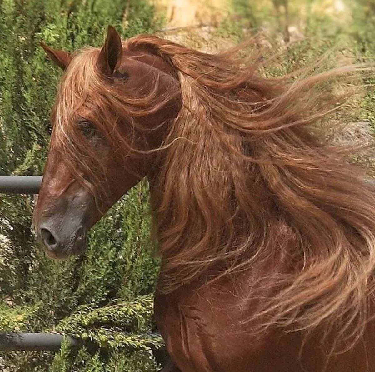 horseimage's tweet photo. girl… conditioned. https://t.co/ic7oxGycpX