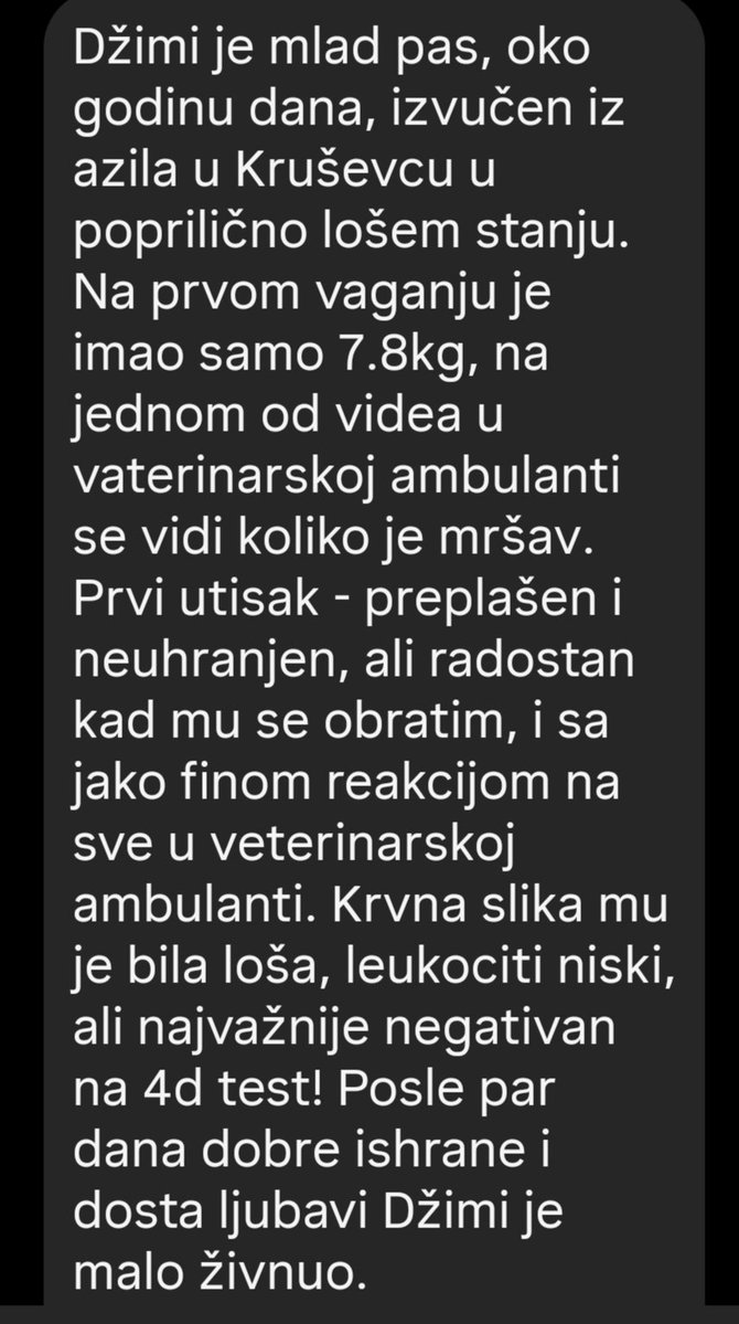ZcecaSvetlana's tweet photo. Aloha drugari🍀, pa mislim da je redno da i ja udomim jednu neodoljivu njuskicu🤗🙈😂. Ovo je Dzimi The Barka (ovo iza Dzimi sam izmislila nekako se uklapa, kao moja Nina The Olosh🫣). Pise sve pod 3 i 4, jerbo nema toliko  karakt. koliko bi pisala. 🙏 najjaci RT. DM za dogovor. https://t.co/t0UwFwK3ZH