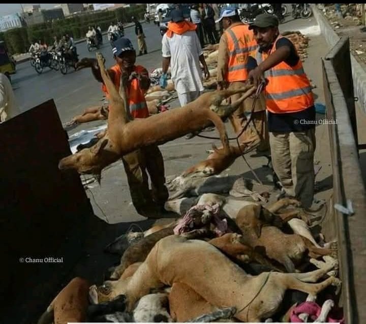Joseph3Sengendo's tweet photo. These people have turned our relatives (the animals ) into rubbish in the name of organizing world cup this is  a criminal activity which has to stop https://t.co/6KMJnJ5CaT