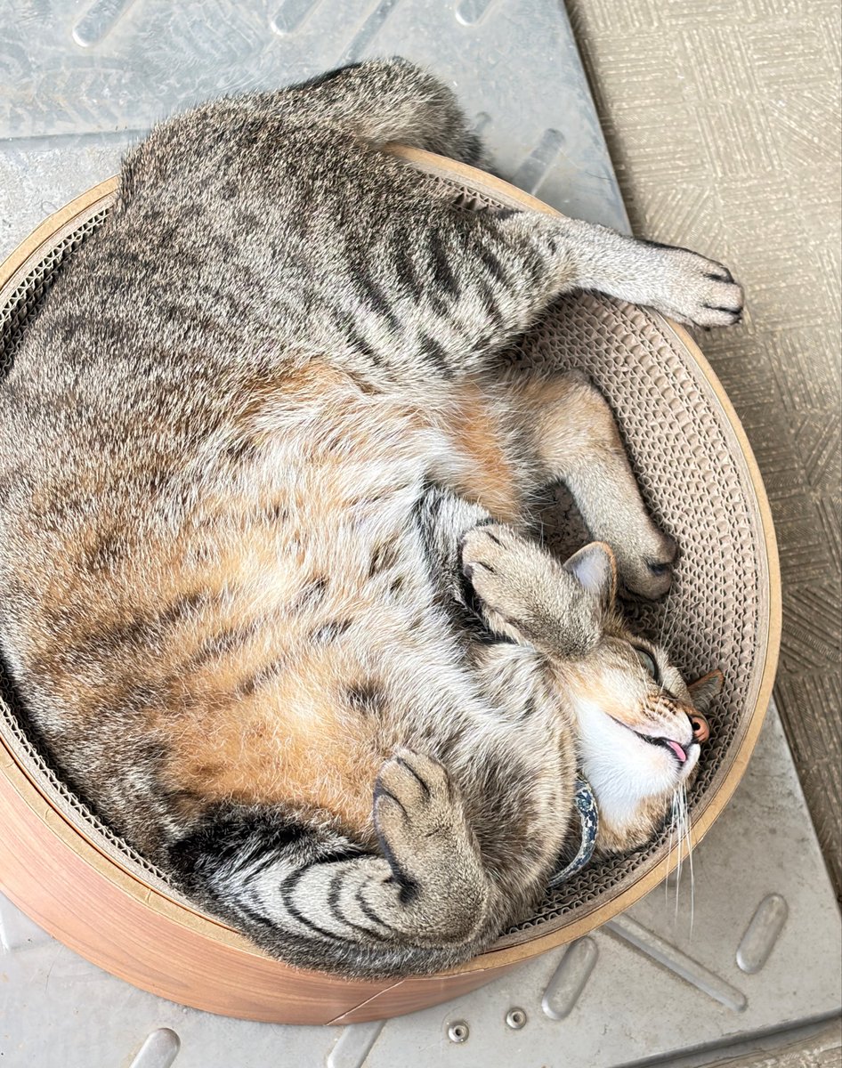 umemon_x's tweet photo. 今日も元気でありがとう。
#猫 https://t.co/LIdWCDkU7t
