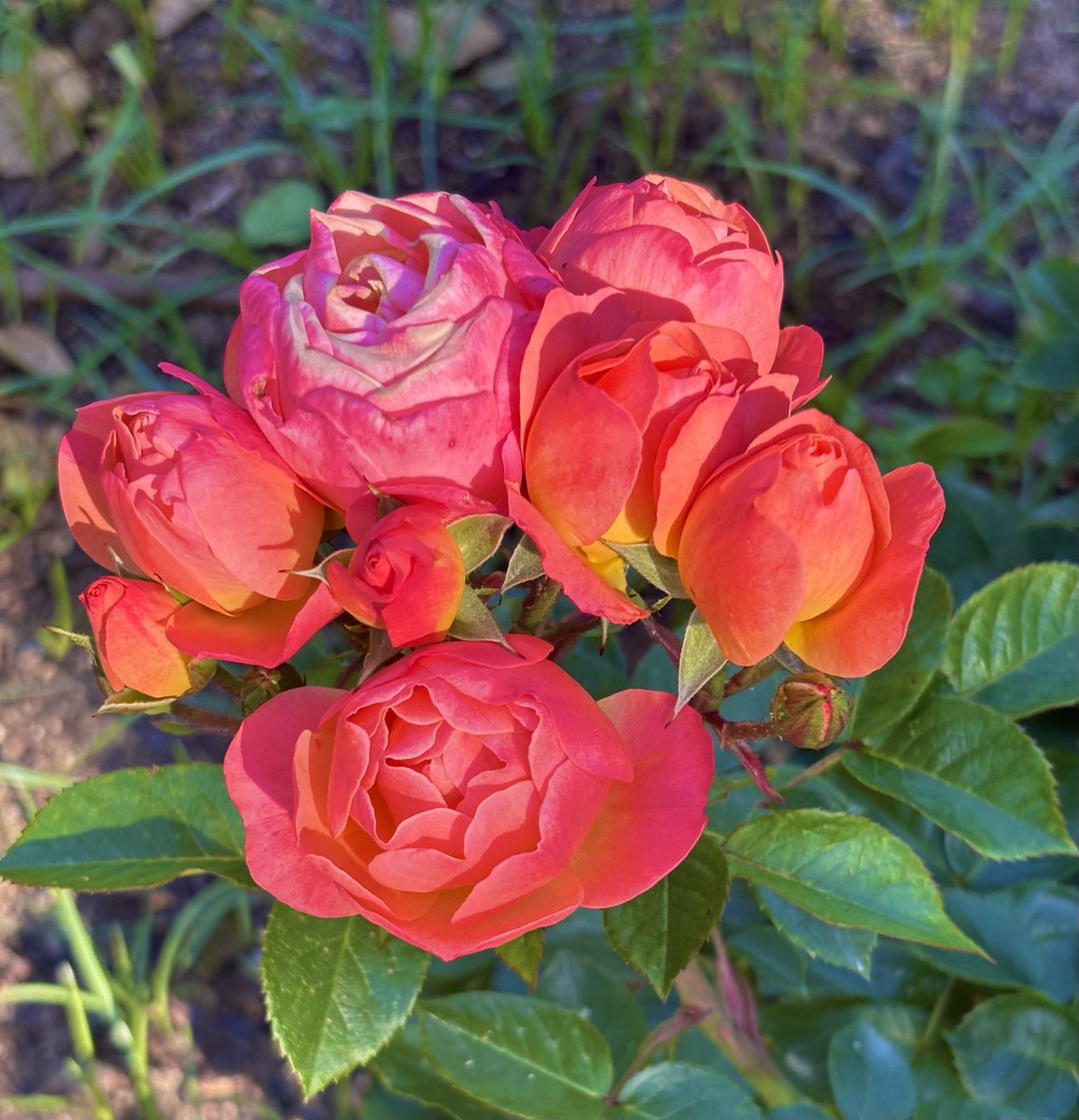 eamt1966's tweet photo. 🌹 https://t.co/egMOy76OFz