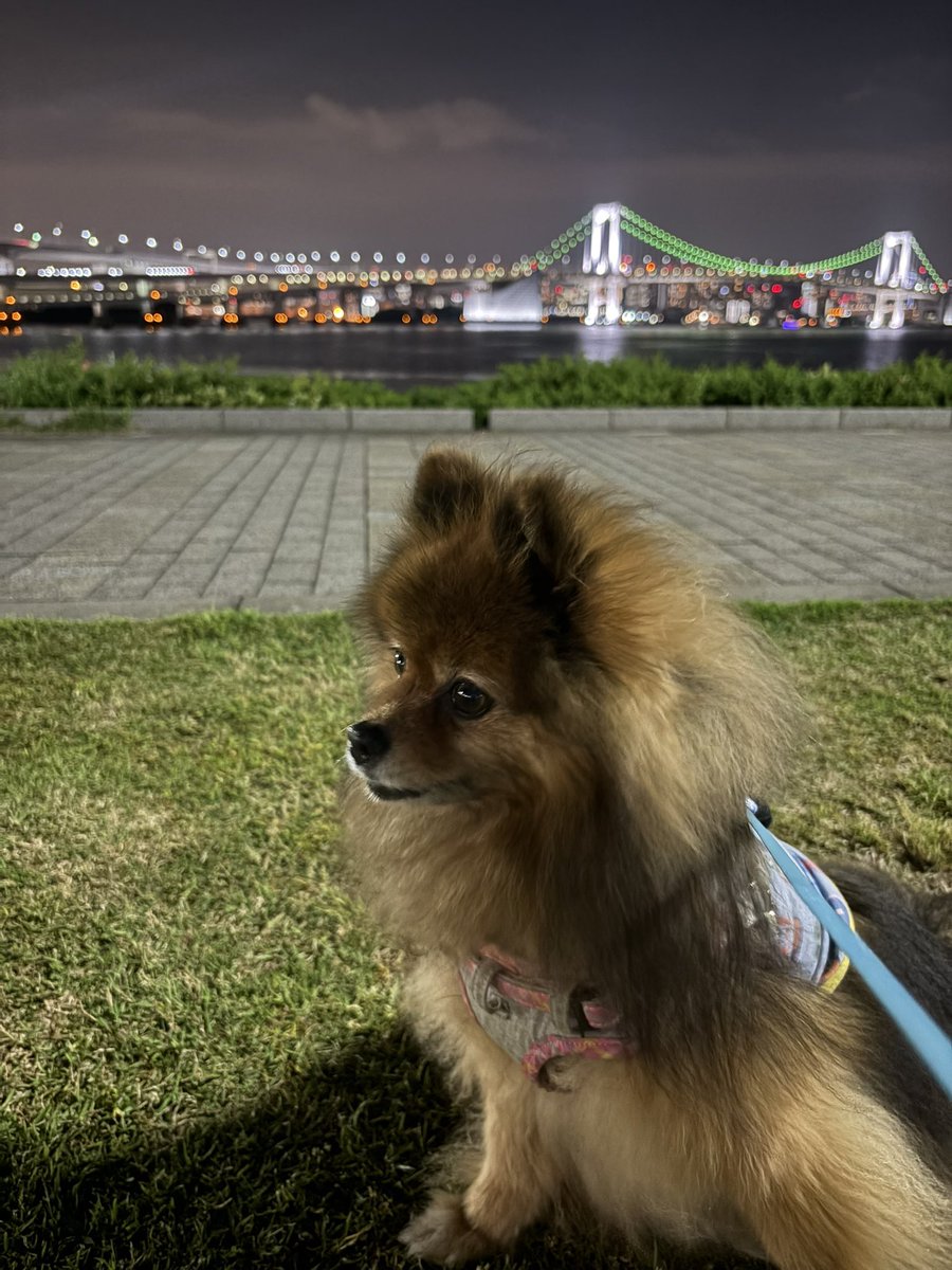 Que541203's tweet photo. 最近仕事が少し早く終わるとお風呂♨️に行くか麻雀🀄️を打ちに行くか葛藤する。その葛藤の勝負はほぼ五分五分😅その勝負にこいつ↓が「私と楽しいところに散歩に行こうよ😍」って顔されるとあっさりこいつ↓に負けたりする🥹 https://t.co/0T3DPDxrEc