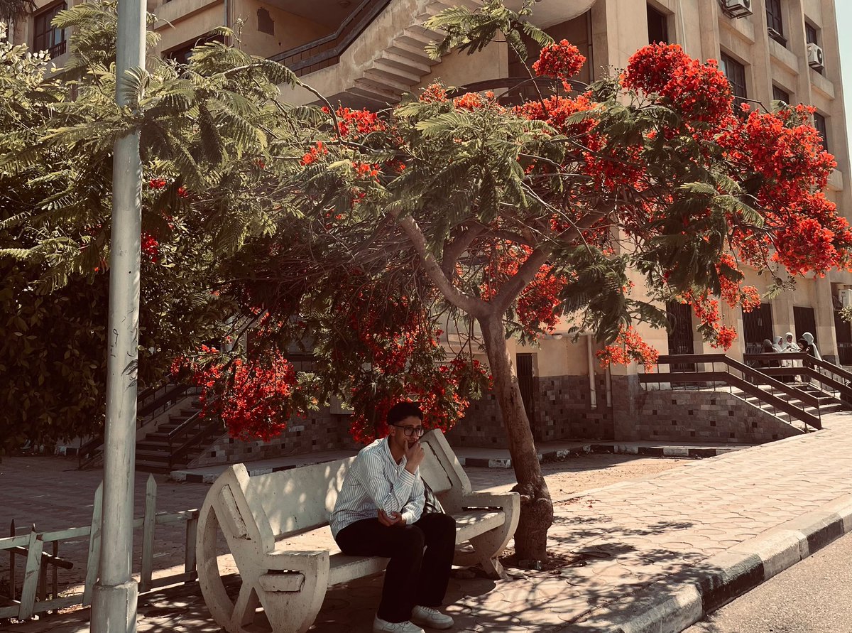 realroshdy's tweet photo. انا كبير معجبين الشجر الاحمر اللي بيبقى في الوقت ده من السنه https://t.co/StOz3G80U9