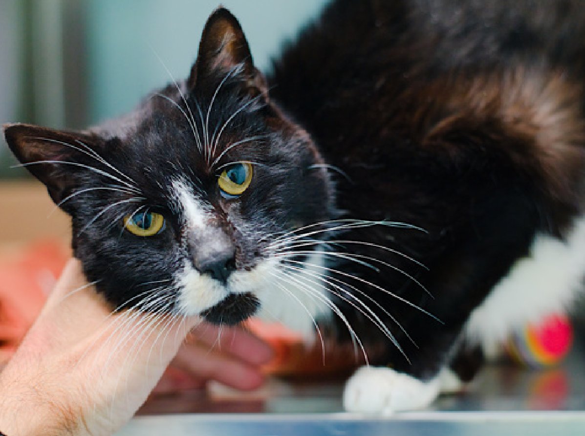 JLthekid9999's tweet photo. 🆘🆘 MILO (ID 254233), 15 YO, MALE –  IN QUEENS ACC - came into the shelter as an owner surrender on 5/27/2026, with the surrender reason stated as animal behavior - not house trained.    🆘🆘 😿 😿 😿 😿

➡️TBD 6/13/26

➡️ SENIOR ALERT

➡️ MEDICAL PRIORITY – NEEDS MORE CARE AND ATTENTION THAN THE SHELTER CAN PROVIDE -IN FELINE ICU😱😱😱

➡️ TOO LOW ON PLEDGES TO STIMULATE RESCUE INTEREST

➡️🆘🆘 4TH  Chance on Emergency Placement List – BEYOND URGENT -  NO ROOM IN SHELTER – WILL NOT BE GIVEN MUCH MORE TIME – VERY HIGH EU/SILENT KILL RISK – 🆘🆘 😱🔥🔥😱

➡️ 16 DAYS IN SHELTER – TOO LONG – TIME IS RUNNING OUT

➡️ MILO IS ON THE EPL FOR MEDICAL REASONS -Milo is a geriatric cat with chronic kidney disease. He is also very underweight and has significant dental disease, but has been eating well in shelter and is friendly. Milo will need continued nursing care and veterinary follow-up for his medical issues. This evaluation/diagnosis means that MILO will be given very little time for rescue/foster/adoption. 🔥🔥🔥🔥

Milo is a handsome senior gentleman with a friendly personality and plenty of love to give. Affectionate, talkative, and independent, he's the kind of cat who enjoys being part of the household without demanding constant attention. You'll usually find him wherever the people are-lounging in the living room, supervising activity in the kitchen, or watching the world go by from his favorite window perch. Milo enjoys gentle play and especially likes toys that crinkle. He still has a playful side and loves chasing the occasional bug or moth that wanders indoors. When it comes to scratching, he prefers rope, carpeted surfaces, and cardboard scratchers. A low-maintenance eater, Milo happily enjoys Friskies wet and dry food. As a senior cat, he's looking for a patient adopter who will appreciate his companionship and understand that he may need some extra support. Milo has been reported to scratch furniture and has had occasional litter box accidents, so he may do best with an adopter willing to help him adjust to a new environment and provide appropriate scratching options and litter box management. If you're looking for a sweet, conversational companion who enjoys sharing your space and keeping you company throughout the day, Milo may be the perfect match. ❤️ 😻❤️ 😻❤️ 😻

NEEDS OUT OF SHELTER ASAP –

Please RT or pledge, if you can, to save this little one.

@AdamsPaulGrimke

💔😿🙏Thank you