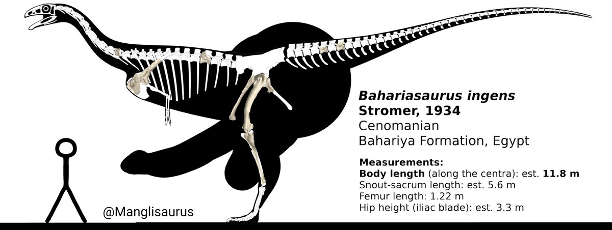 manglisaurus's tweet photo. Bahariasaurus Ingens Skeletal (Noasaurid version) https://t.co/bHTehT5rVC