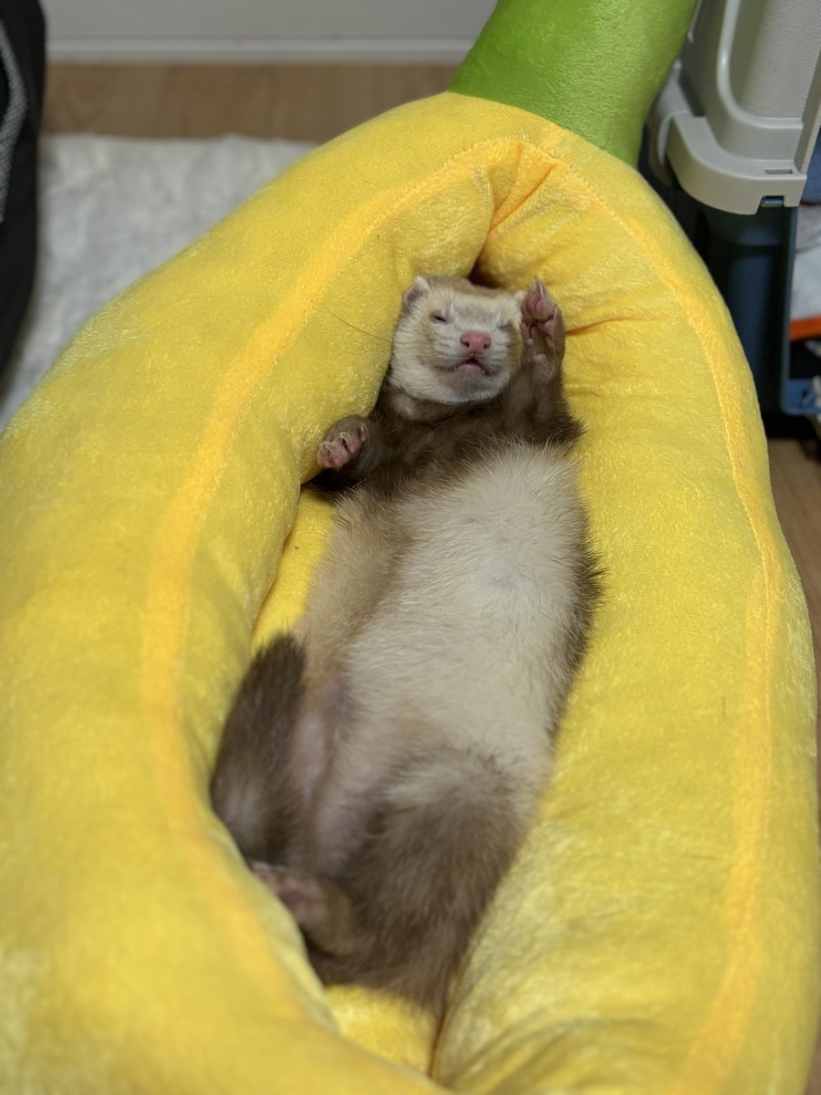 anpans_bakery's tweet photo. こむぎがバナナベッド使ってる😂🍌 https://t.co/ELRwYgjWrm