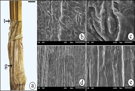 Phytotaxa's tweet photo. Systematic implications of #Ocrea morphology in the genus #Persicaria (#Polygonaceae), focusing on #Türkiye
#taxonomy
https://t.co/nXTUpdjb7Q https://t.co/ck8JlpqoxL