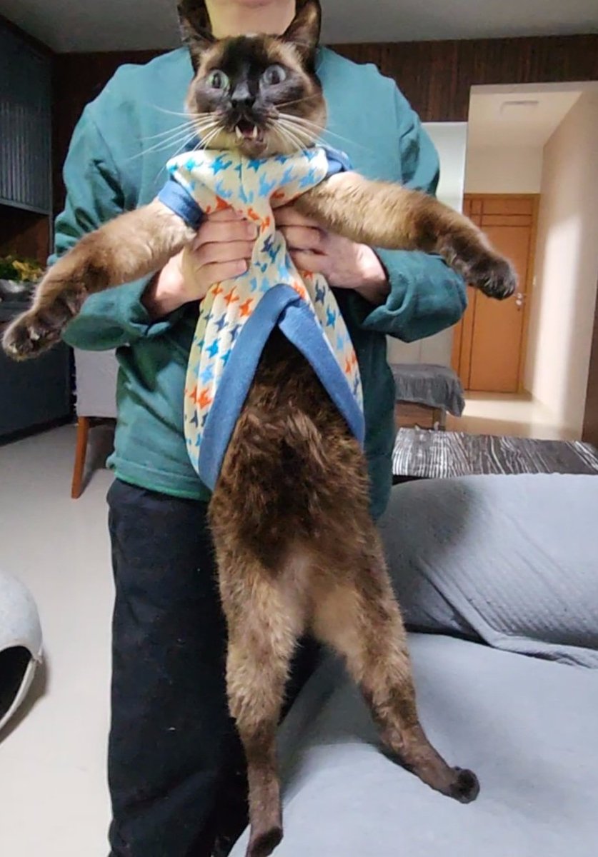 pterodaphs's tweet photo. Pfvr vejam esta sequencia do gulliver meu gato de 1 metro de suéter (ele estava dizendo: ªªªªª) https://t.co/ARJa6r2tdy
