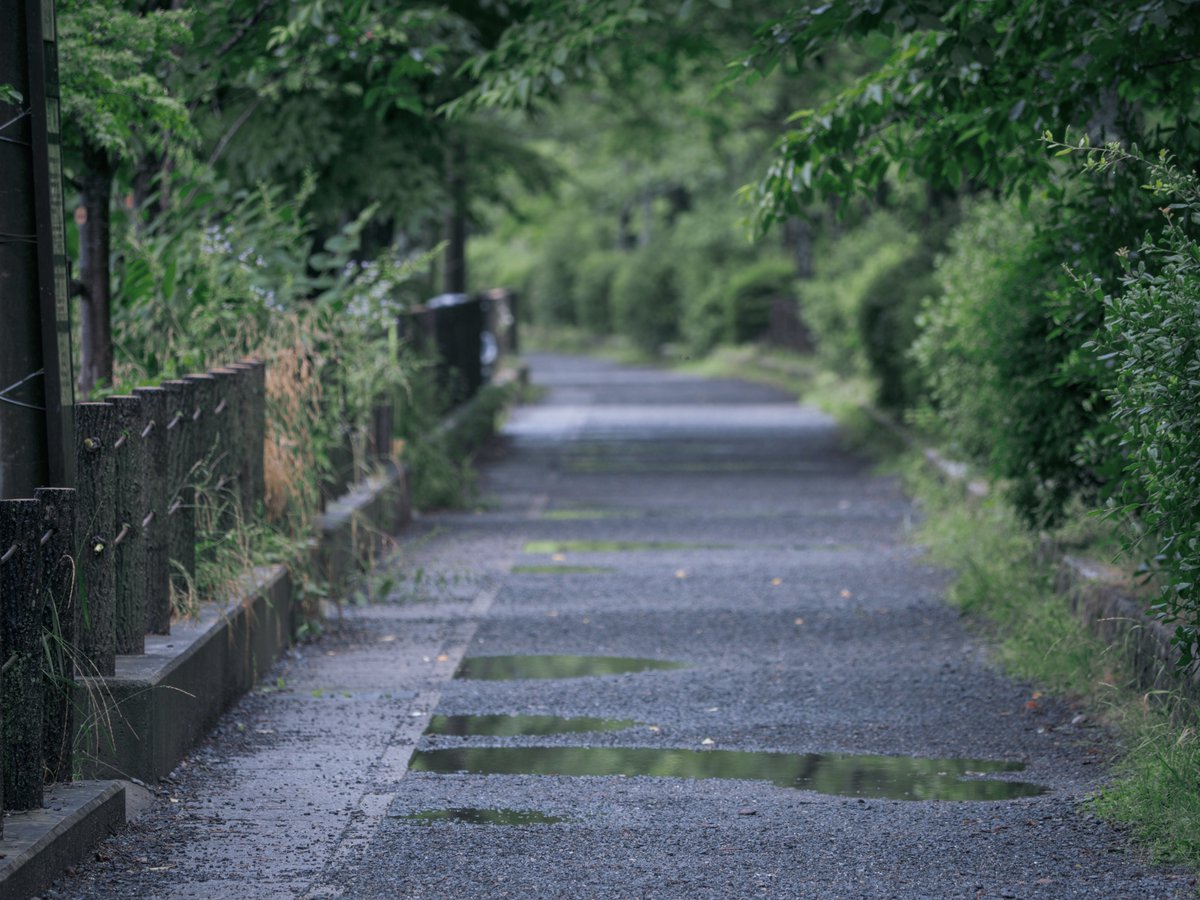 先日、雨上がりの朝に