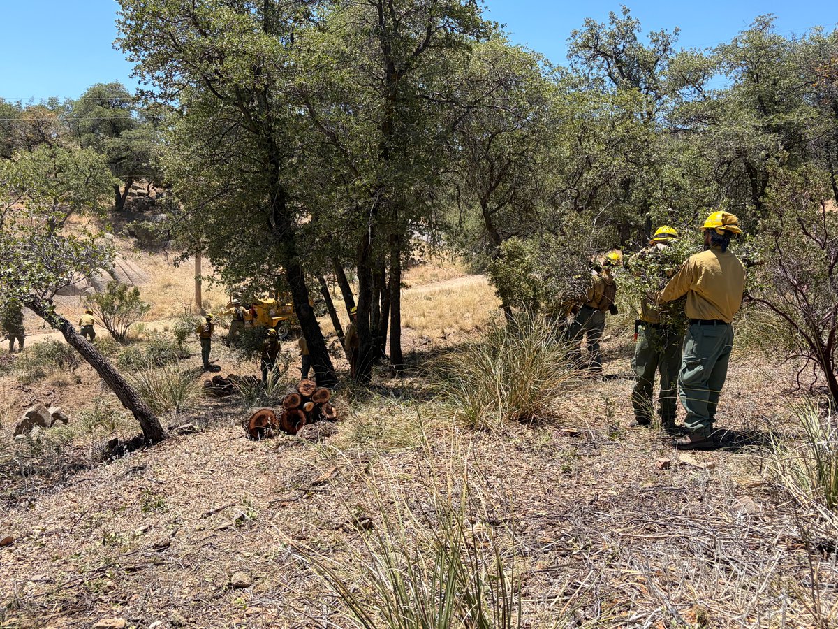 azstateforestry's tweet photo. 20 acres of good project work being done to support Oracle. 

Arizona Forestry's Florence Crew has been working around the 2025 Cody Fire burn scar reducing hazardous veg - fuel for wildfires to expand defensible space efforts to further protect nearby residents. 

Another example of our 'people first' mission & proactive work being done to support Arizonans. 

#AZFire #AZForestry #PinalCounty