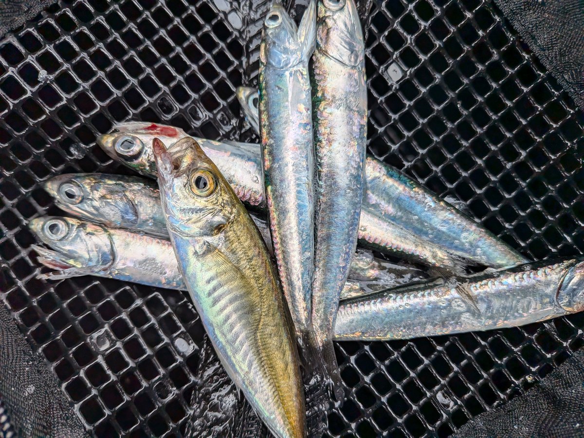 ponnotsuri's tweet photo. 仕事前にちょっとより道
ベイカ🦑釣れて豆アジ釣れて
あっという間に時間切れです(*´ｪ`*) https://t.co/MbbDHxYuUC