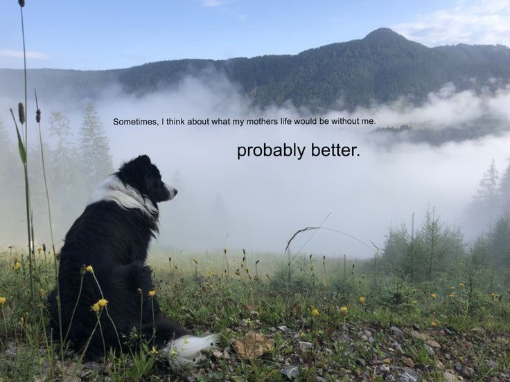 Dog (@DoggyPosting) on X