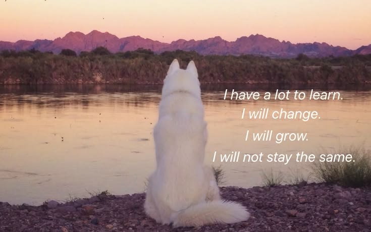 DoggyPosting's tweet photo. https://t.co/H2pRSbCtxl