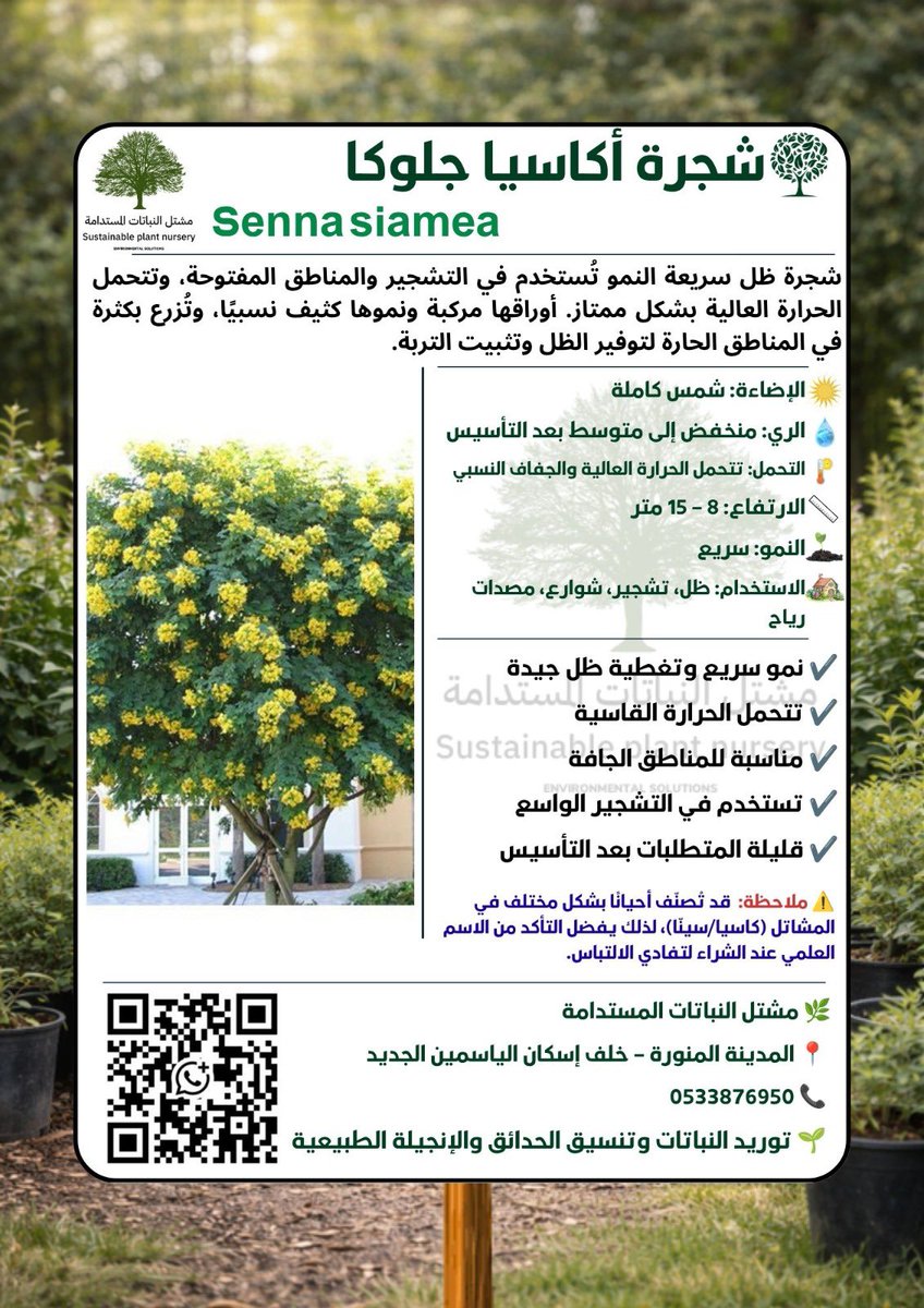 Sustplants's tweet photo. شجرة اكاسيا جلوكا🌳
معلومات مختصره مفيده
#كل_يوم_شجرة
#مشتل_النباتات_المستدامة #المدينة_المنورة #نباتات #زراعة #معلومات_مختصره_مفيده https://t.co/T5eAGj3E4l